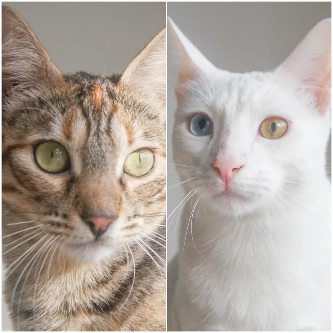 Bowie denali, male young Mixed Breed for adoption at Gatalunya Cat Rescue
