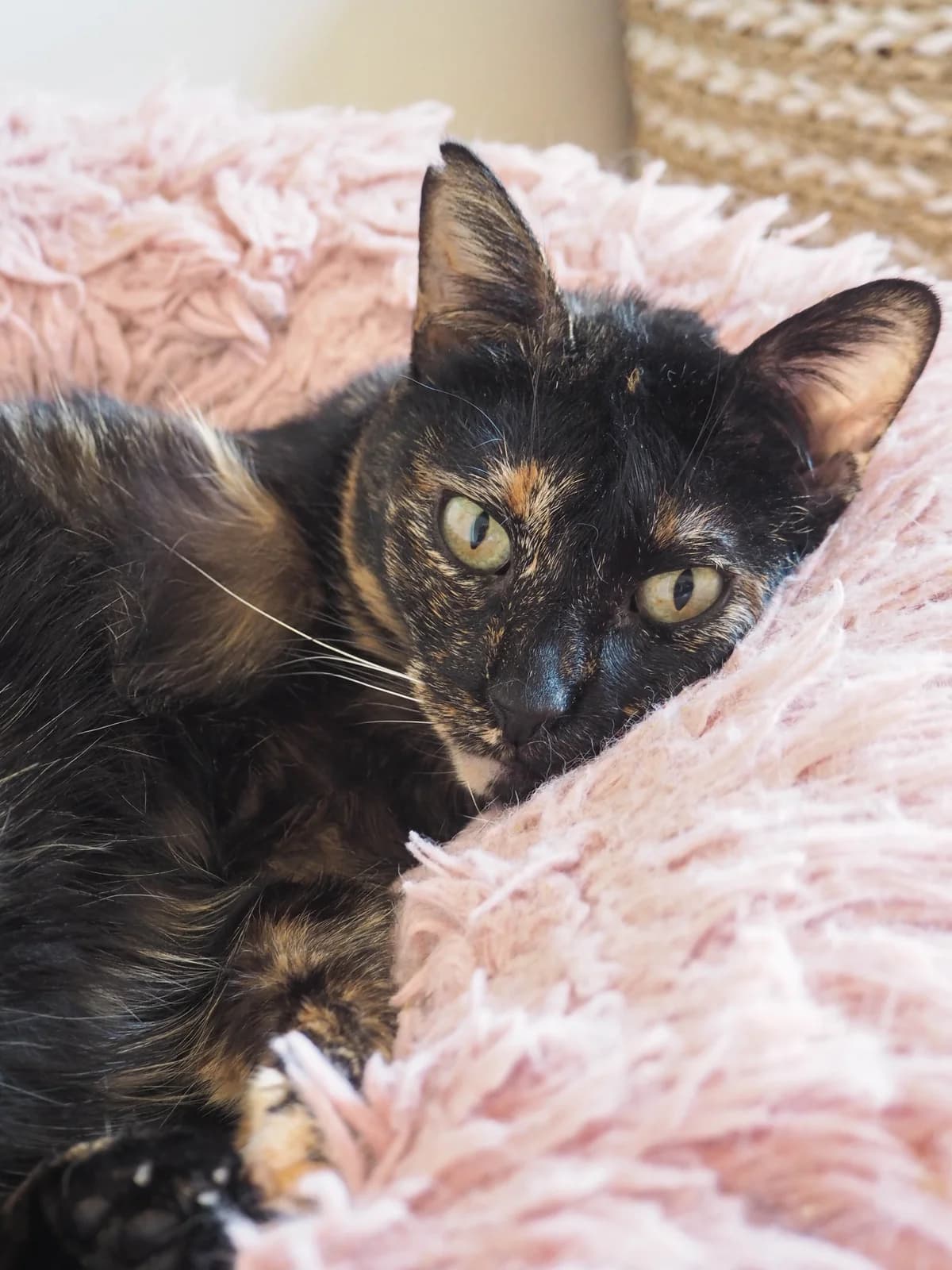 Patri, female 5yo Mixed Breed for adoption at Gatalunya Cat Rescue