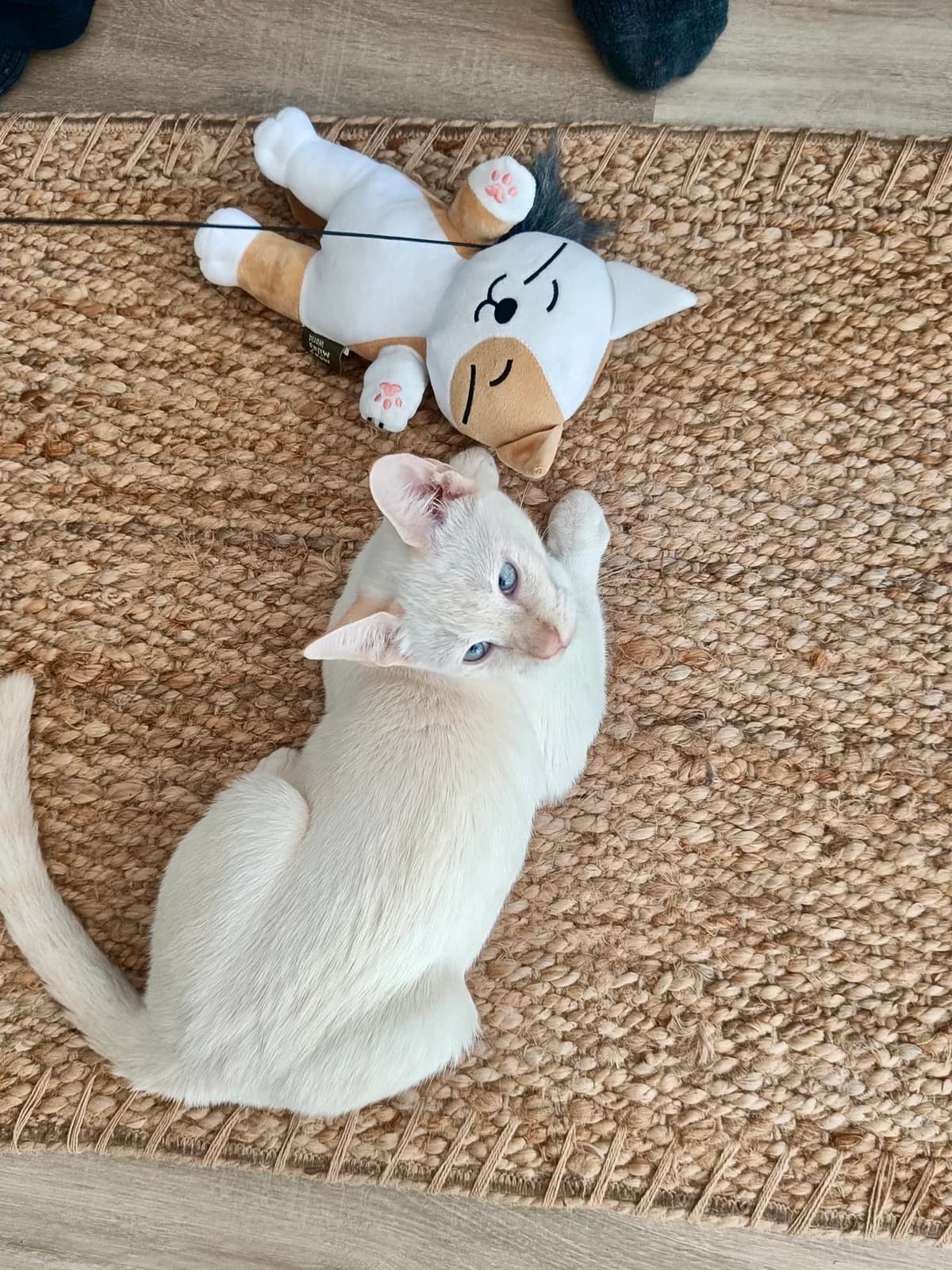 Pimpi, male puppy Mixed Breed for adoption at Gatalunya Cat Rescue