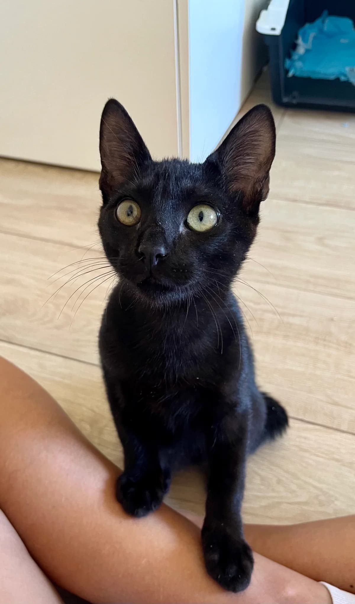 Venti, male puppy Mixed Breed for adoption at Gatalunya Cat Rescue