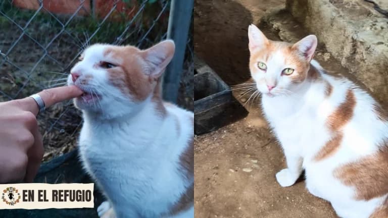 Augusto, 6yo Mixed Breed for adoption at Gatas Salvajes, Seville