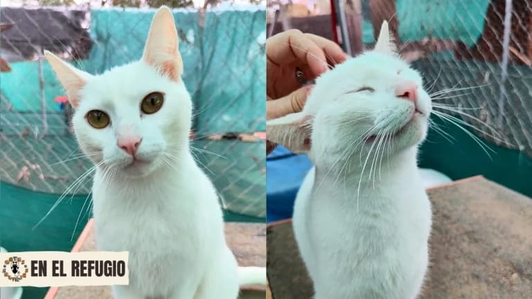 Blanca, 5yo Mixed Breed for adoption at Gatas Salvajes, Seville
