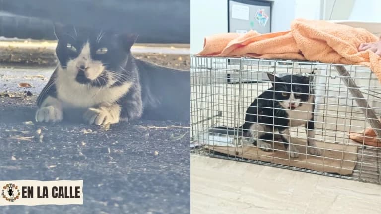 Fénix, 4yo Mixed Breed for adoption at Gatas Salvajes, Seville