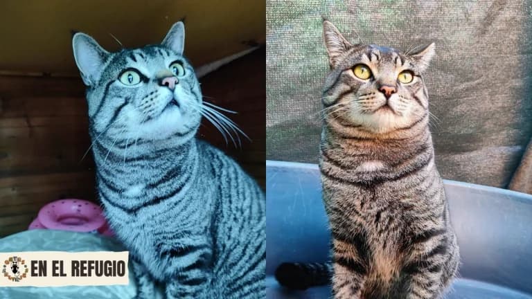 Isidoro, 4yo Mixed Breed for adoption at Gatas Salvajes, Seville