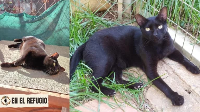 Leo, senior Mixed Breed for adoption at Gatas Salvajes, Seville