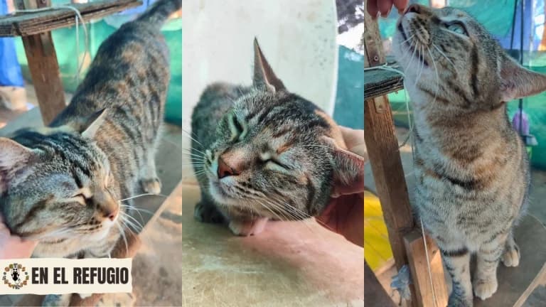 Xena, senior Mixed Breed for adoption at Gatas Salvajes, Seville