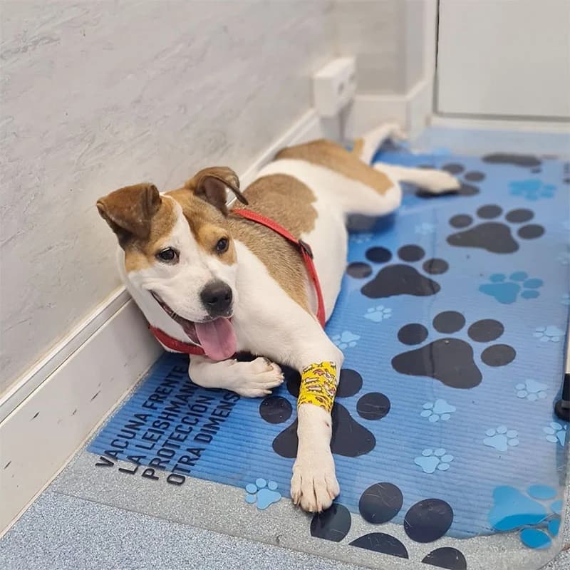 Digit, Mixed Breed for adoption at Asociacion GATA