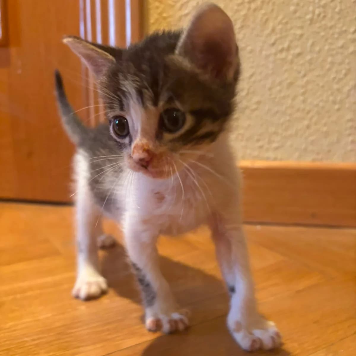 Higo, Mixed Breed for adoption at Asociacion GATA