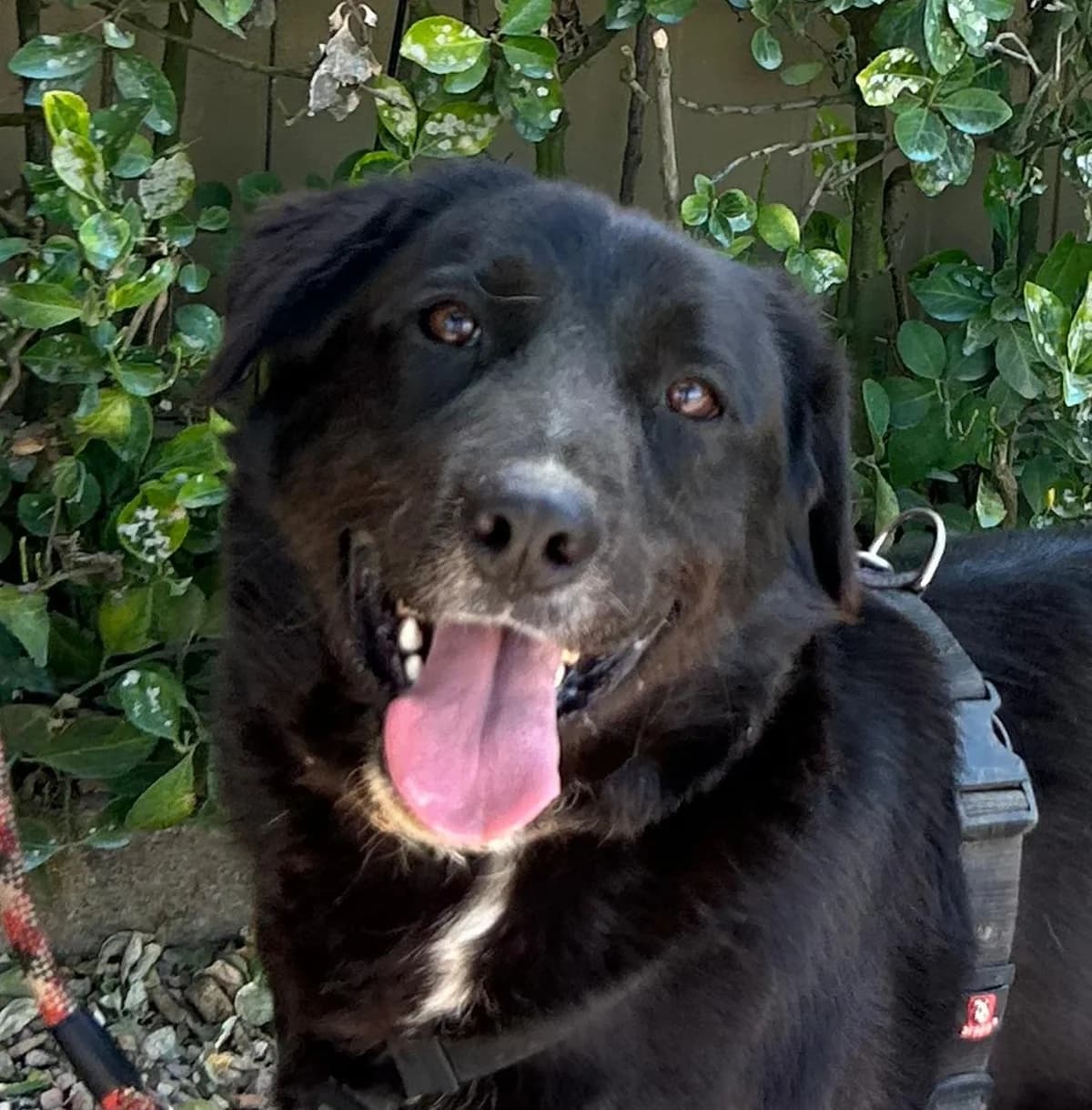 ONYX, male 4yo Border Collie for adoption at Help Guau