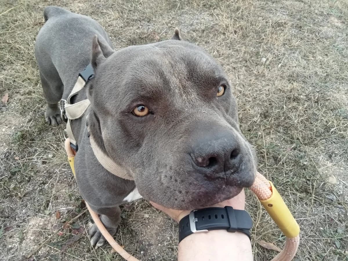 TANQUE, male senior mixed breed for adoption at Help Guau