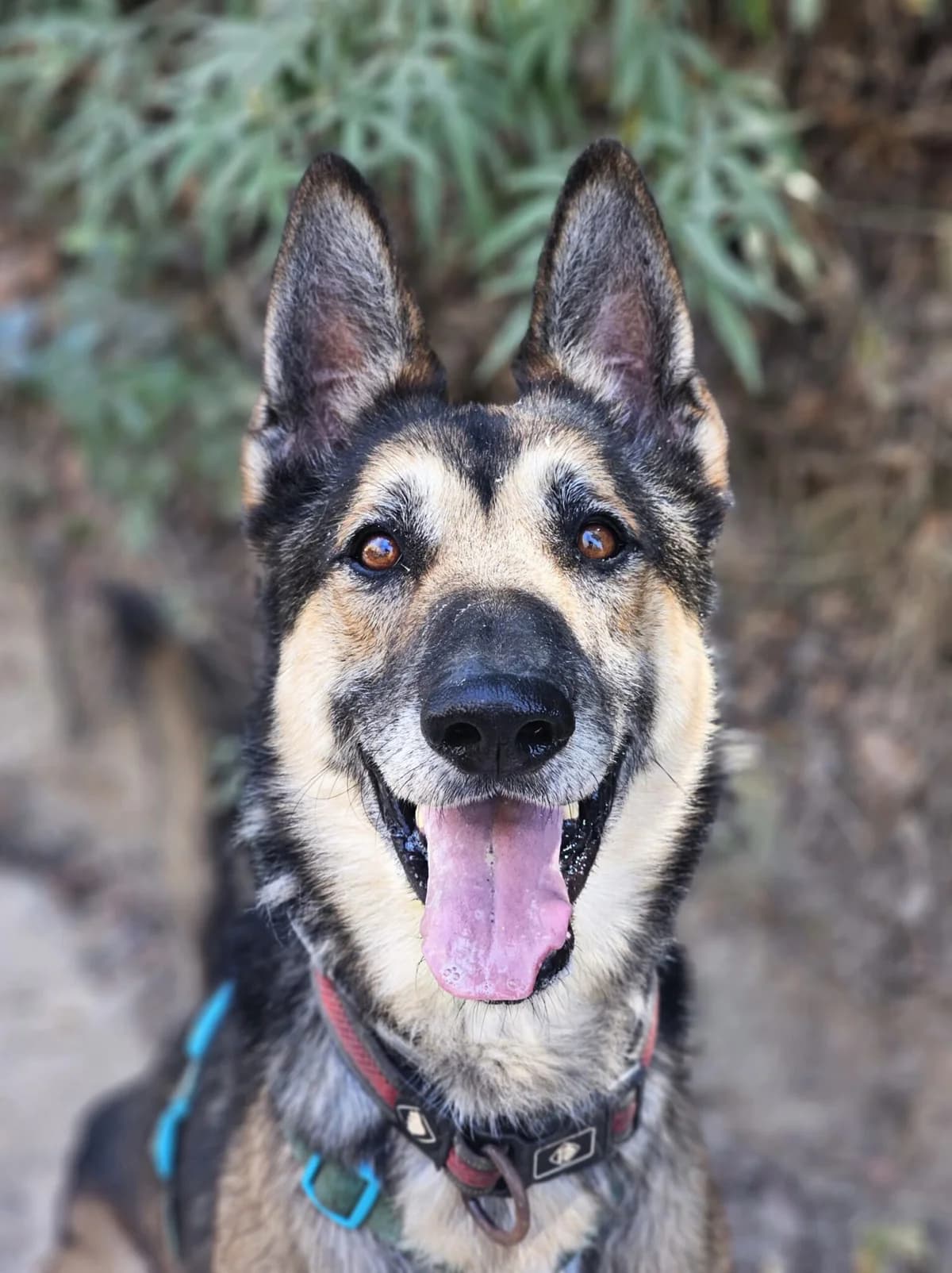 JOKER, male senior mixed breed for adoption at Help Guau
