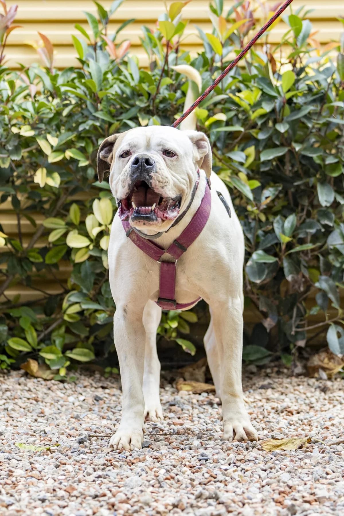 MAURICIO, male 6yo Mixed Breed for adoption at Help Guau