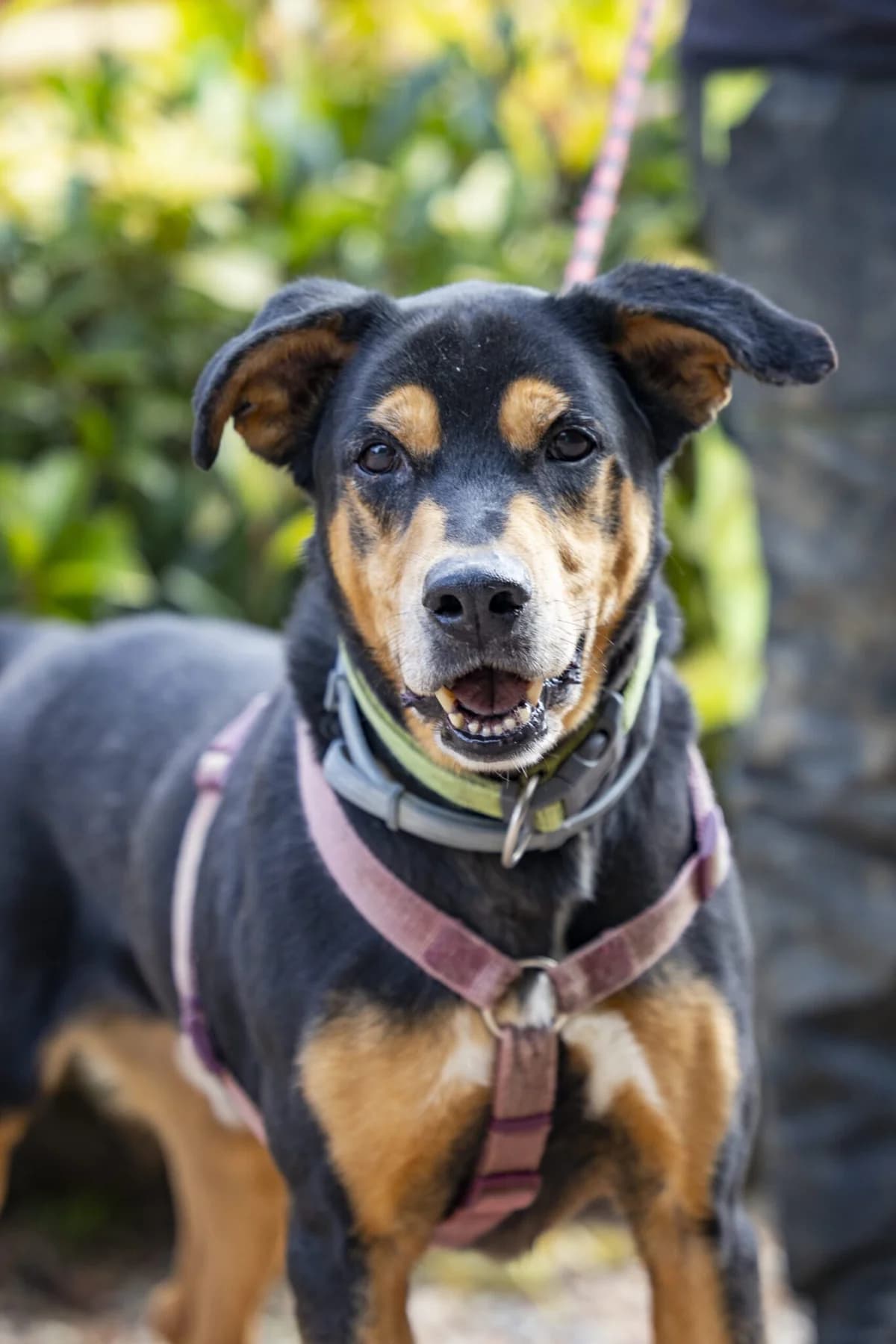 SIMBA, male senior Mixed Breed for adoption at Help Guau