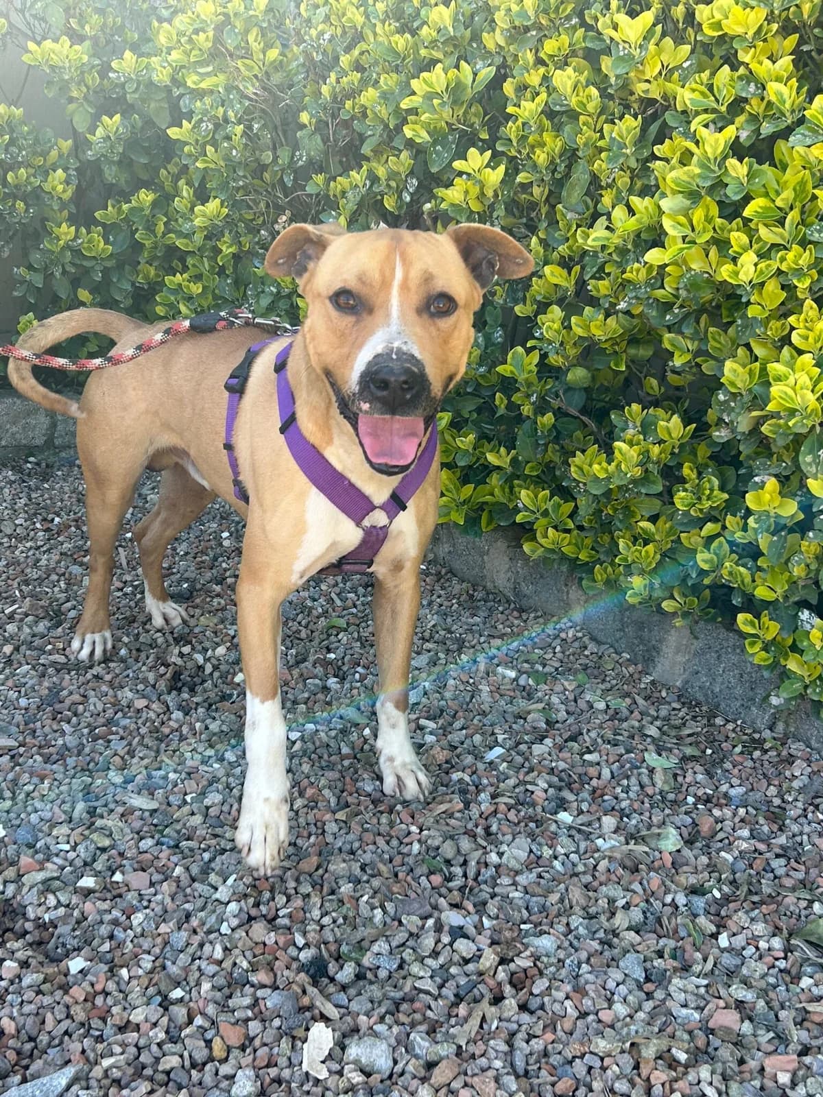 TAKER, male 3yo Pit Bull Terrier for adoption at Help Guau