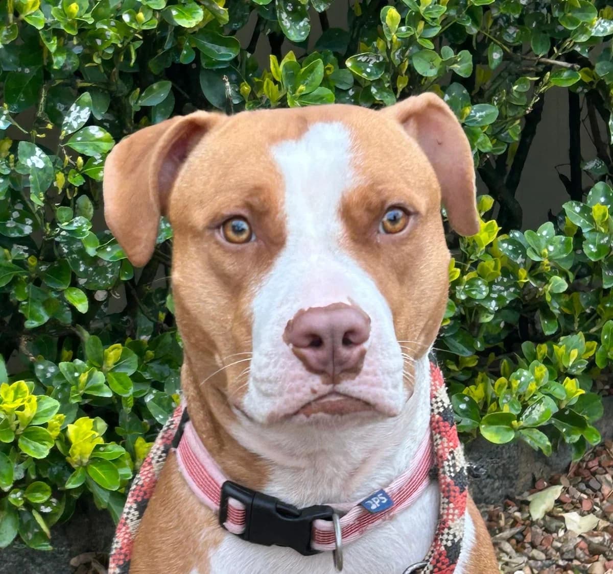 NEYTIRI, female young Pit Bull Terrier for adoption at Help Guau