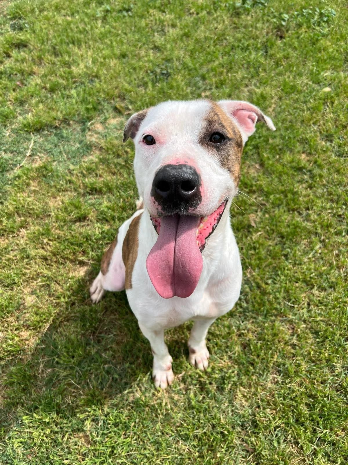 YURI, male Pit Bull Terrier for adoption at Help Guau