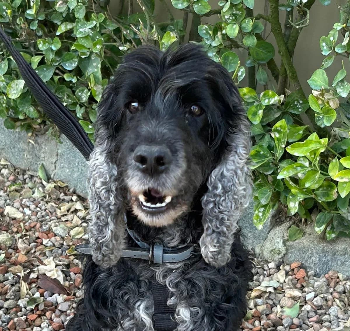 SIC, male Cocker Spaniel for adoption at Help Guau