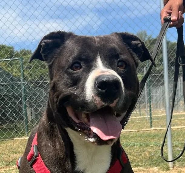 BROWNIE, male senior American Staffordshire Terrier for adoption at Help Guau
