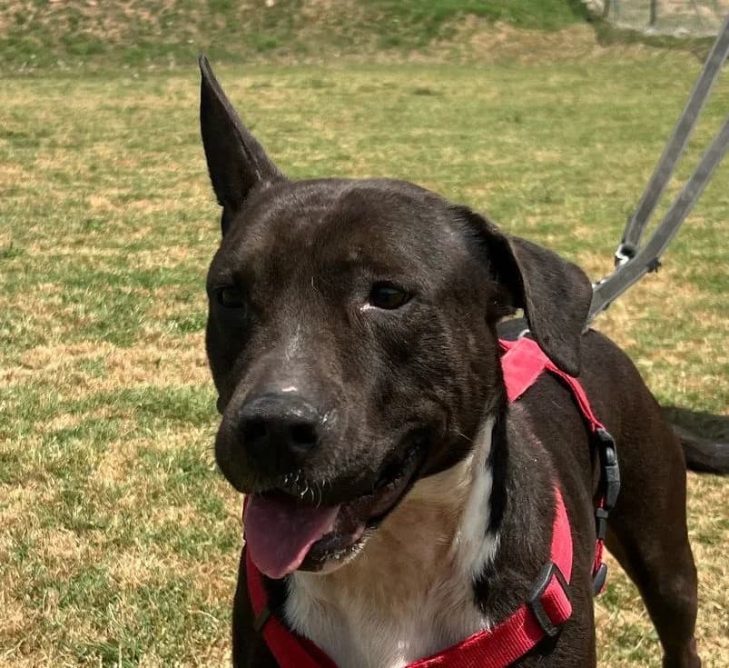 DRACO, male 6yo American Staffordshire Terrier for adoption at Help Guau