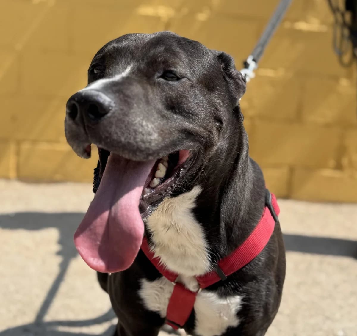 CUPIDO, male Mixed Breed for adoption at Help Guau