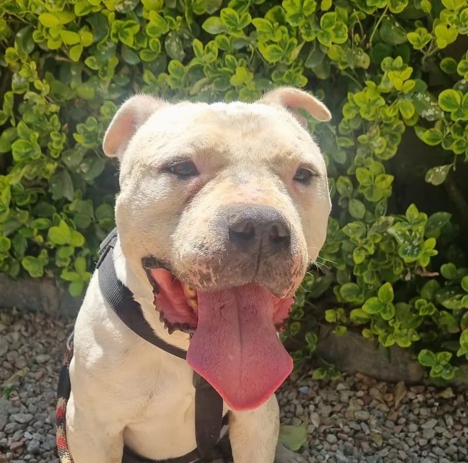 ATLAS, male 6yo American Staffordshire Terrier for adoption at Help Guau