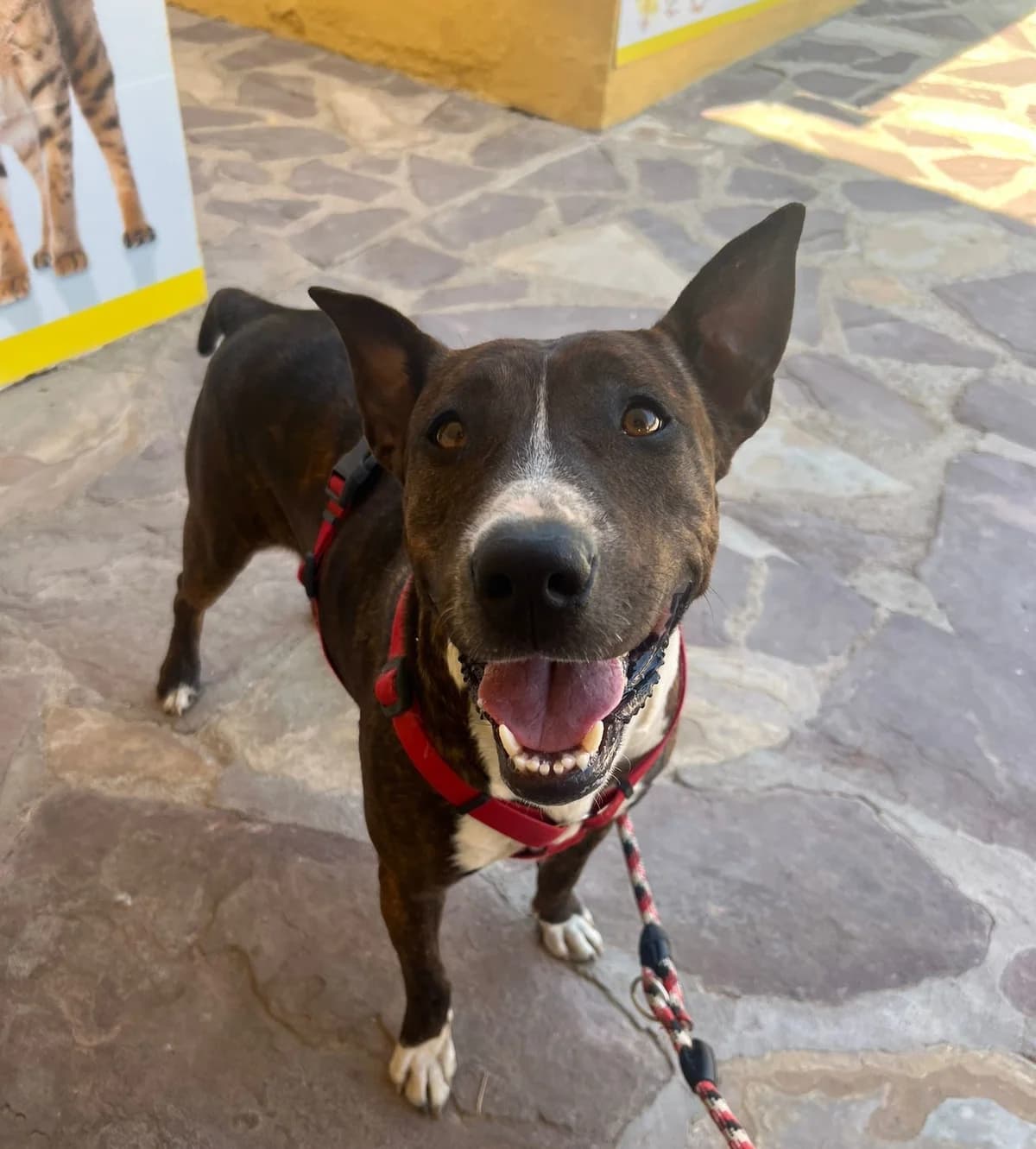 KIRA, female Mixed Breed for adoption at Help Guau