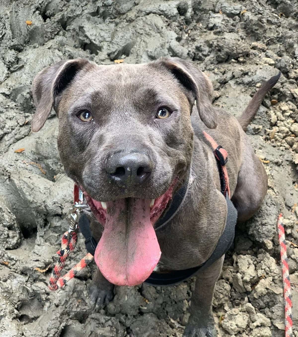 GREY, male American Staffordshire Terrier for adoption at Help Guau