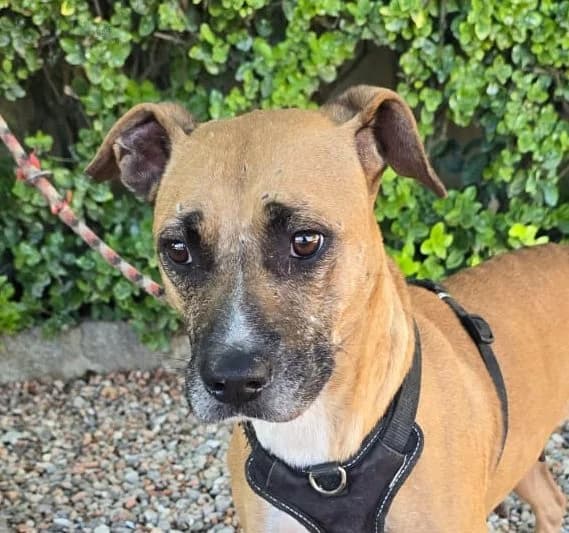 TINTA, female 7yo Pit Bull Terrier for adoption at Help Guau