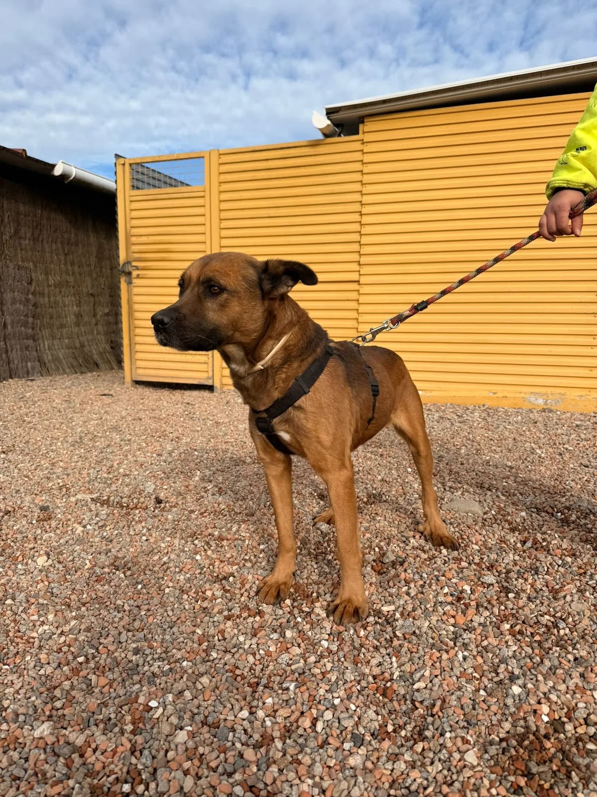 DAMM, male 7yo Mixed Breed for adoption at Help Guau