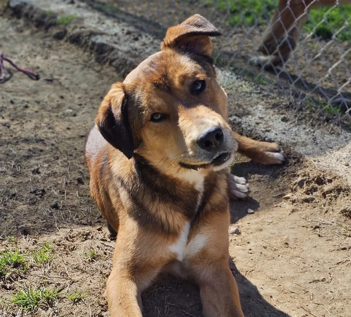 LOLO, male Mixed Breed for adoption at Help Guau