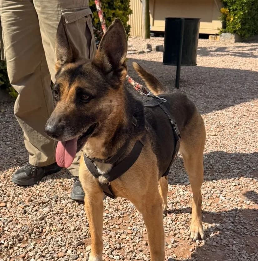 CIRCE, female 7yo German Shepherd for adoption at Help Guau