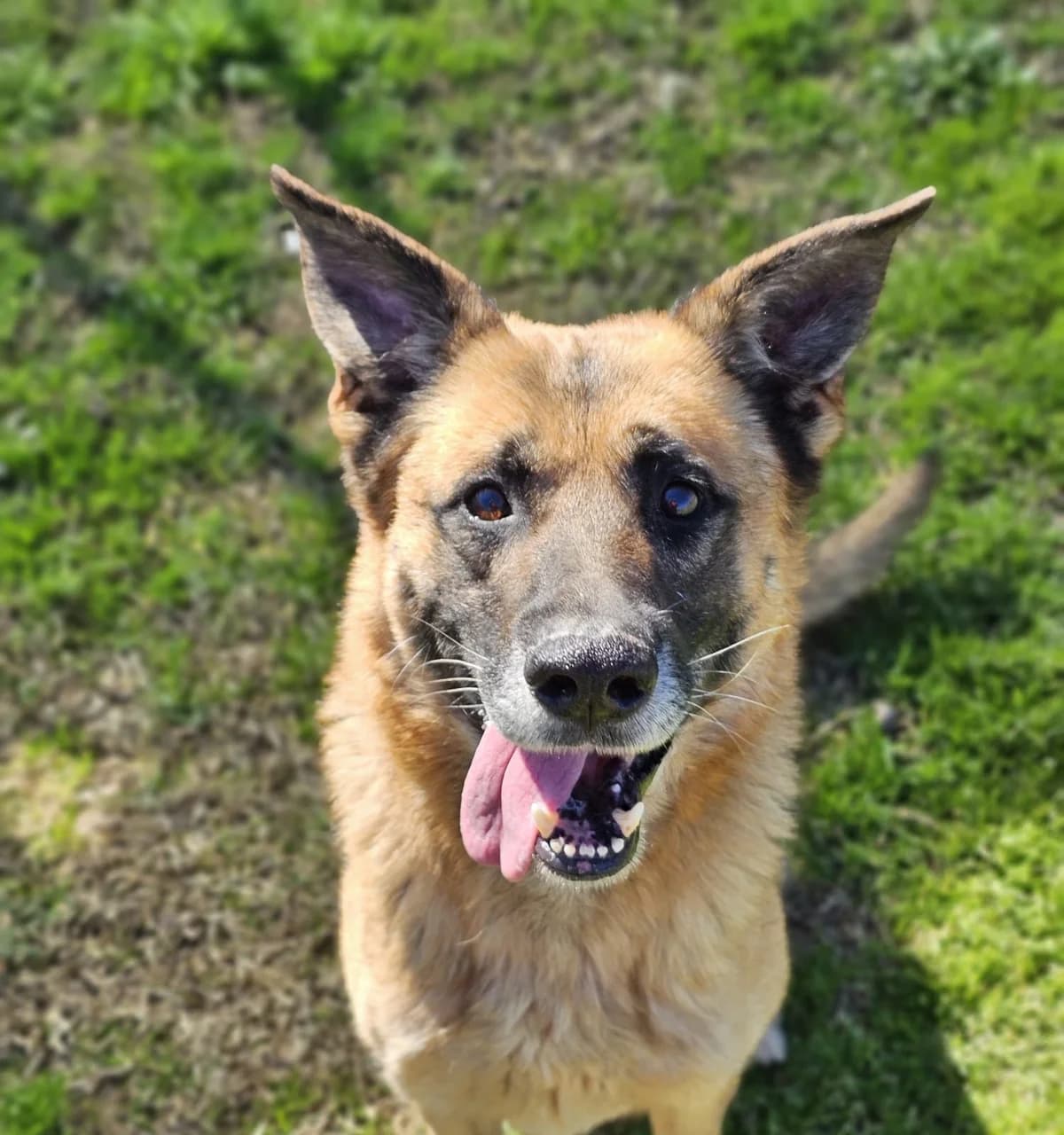 THOR, male senior German Shepherd for adoption at Help Guau