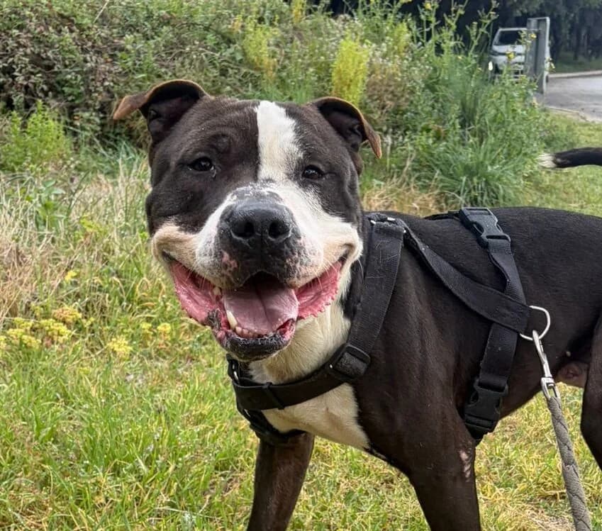 BITE, male Pit Bull Terrier for adoption at Help Guau