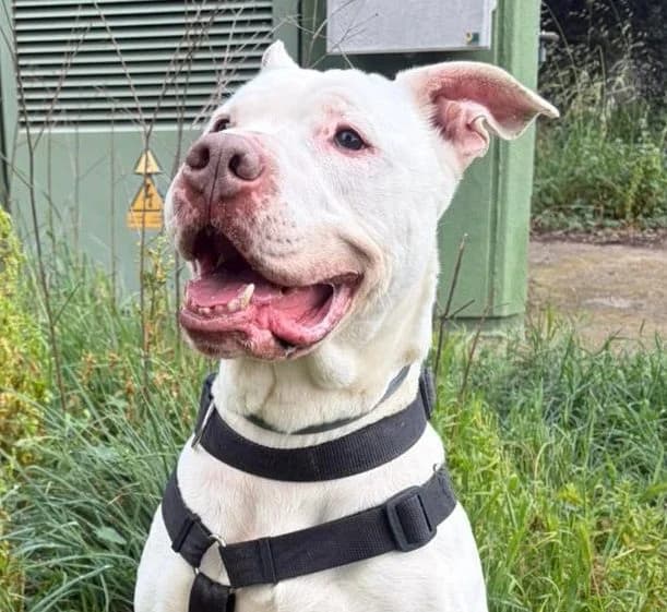 BALOO, male Pit Bull Terrier for adoption at Help Guau