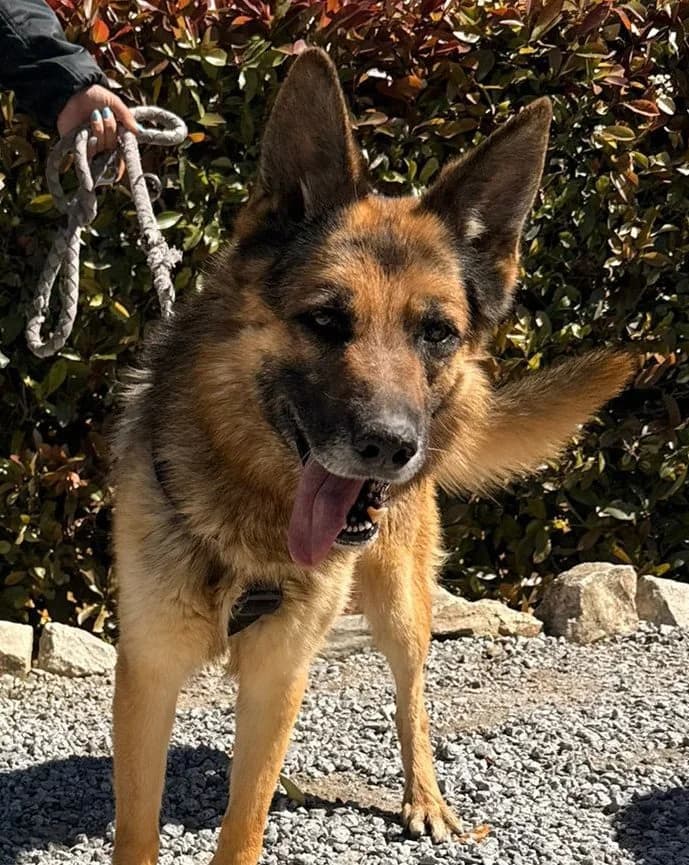 ROCKY, male senior German Shepherd for adoption at Help Guau