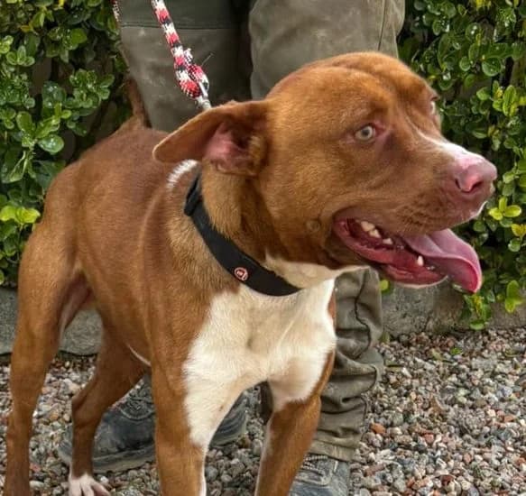 TOFFEE, male young Pit Bull Terrier for adoption at Help Guau