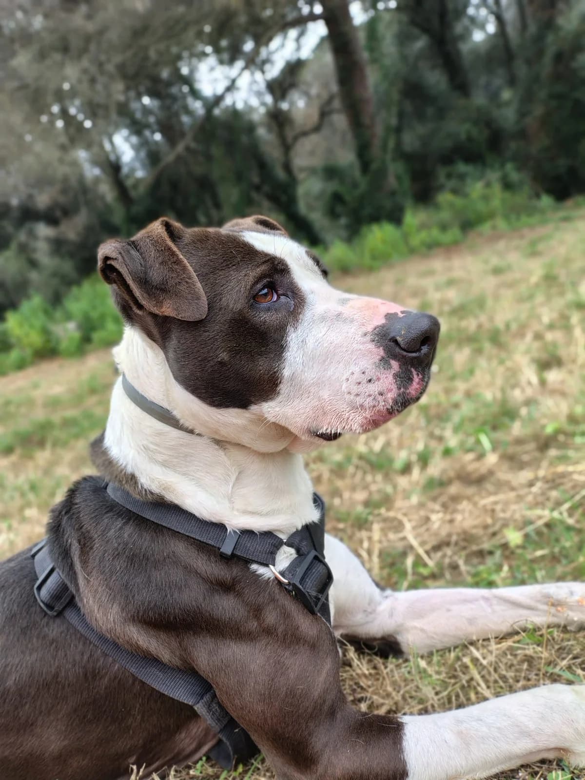 AIRON, male senior Pit Bull Terrier for adoption at Help Guau