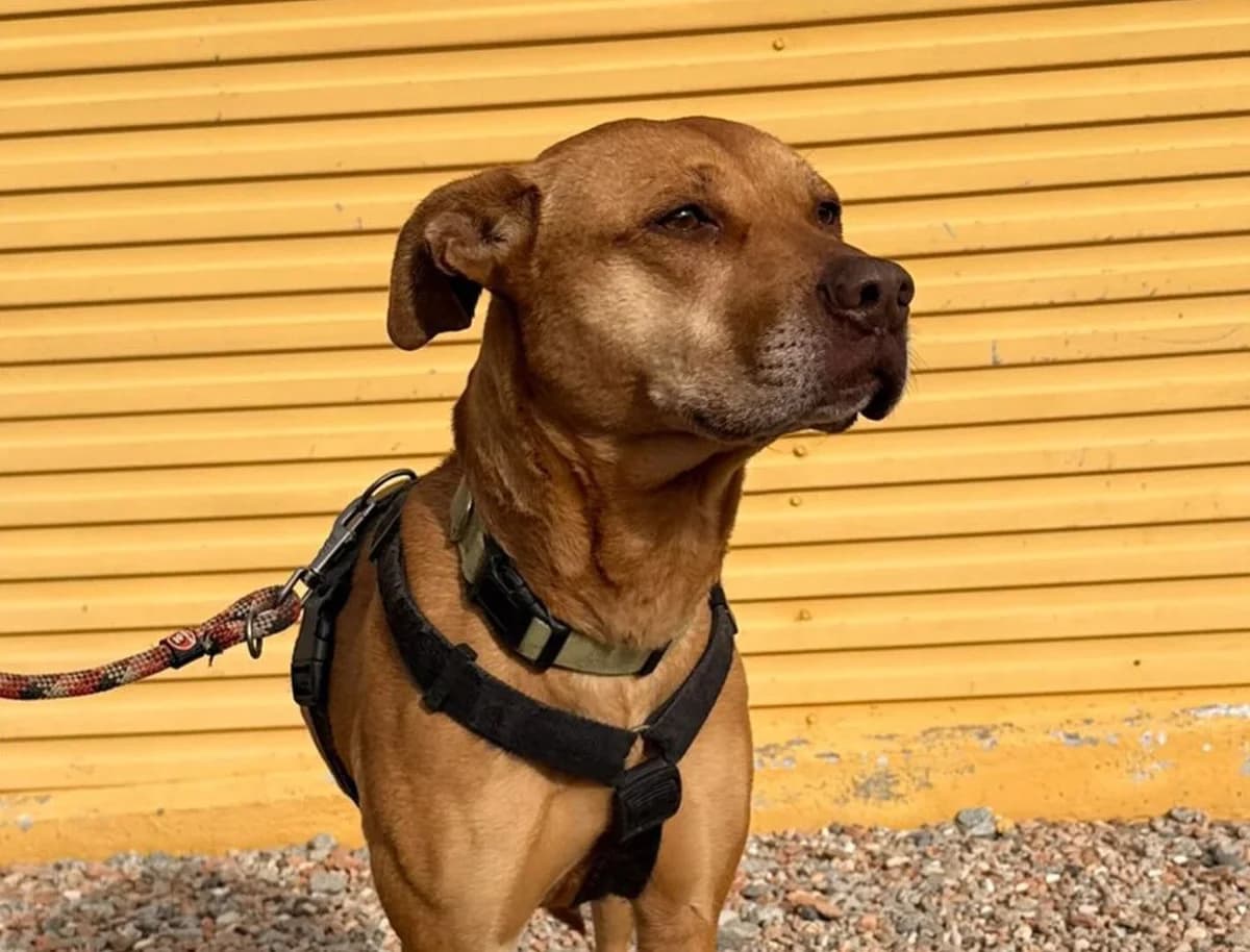 REINA, female Pit Bull Terrier for adoption at Help Guau