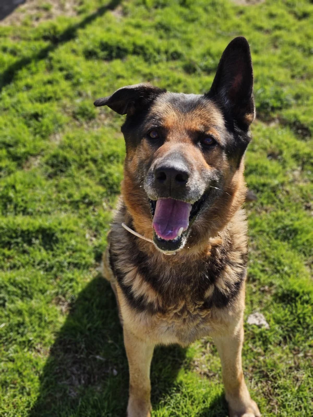 TRUK, male German Shepherd for adoption at Help Guau