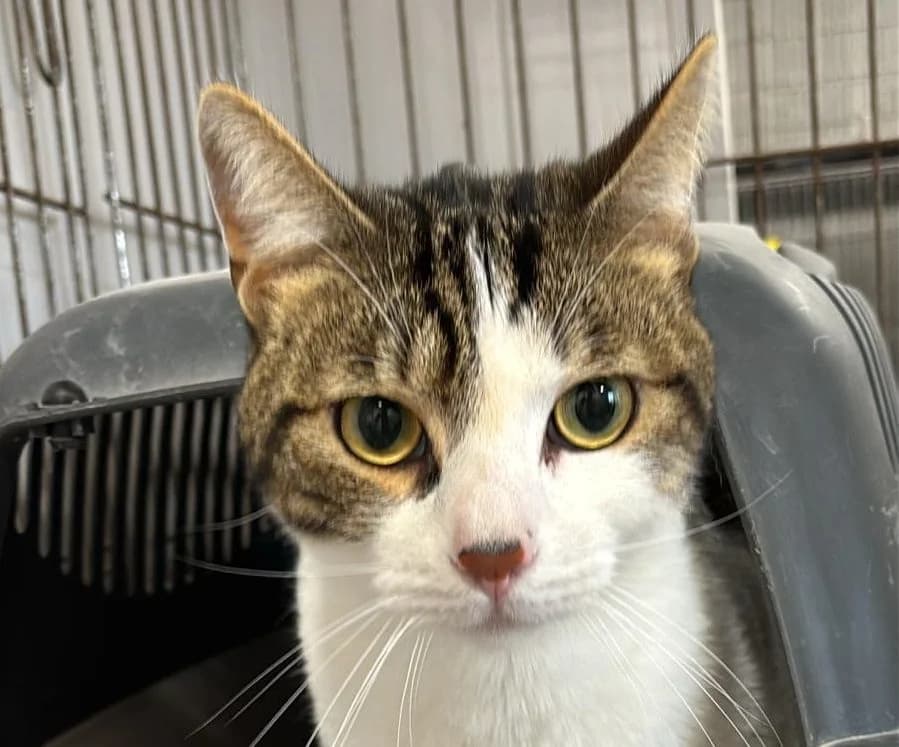 CULI, male 3yo European Shorthair for adoption at Help Guau