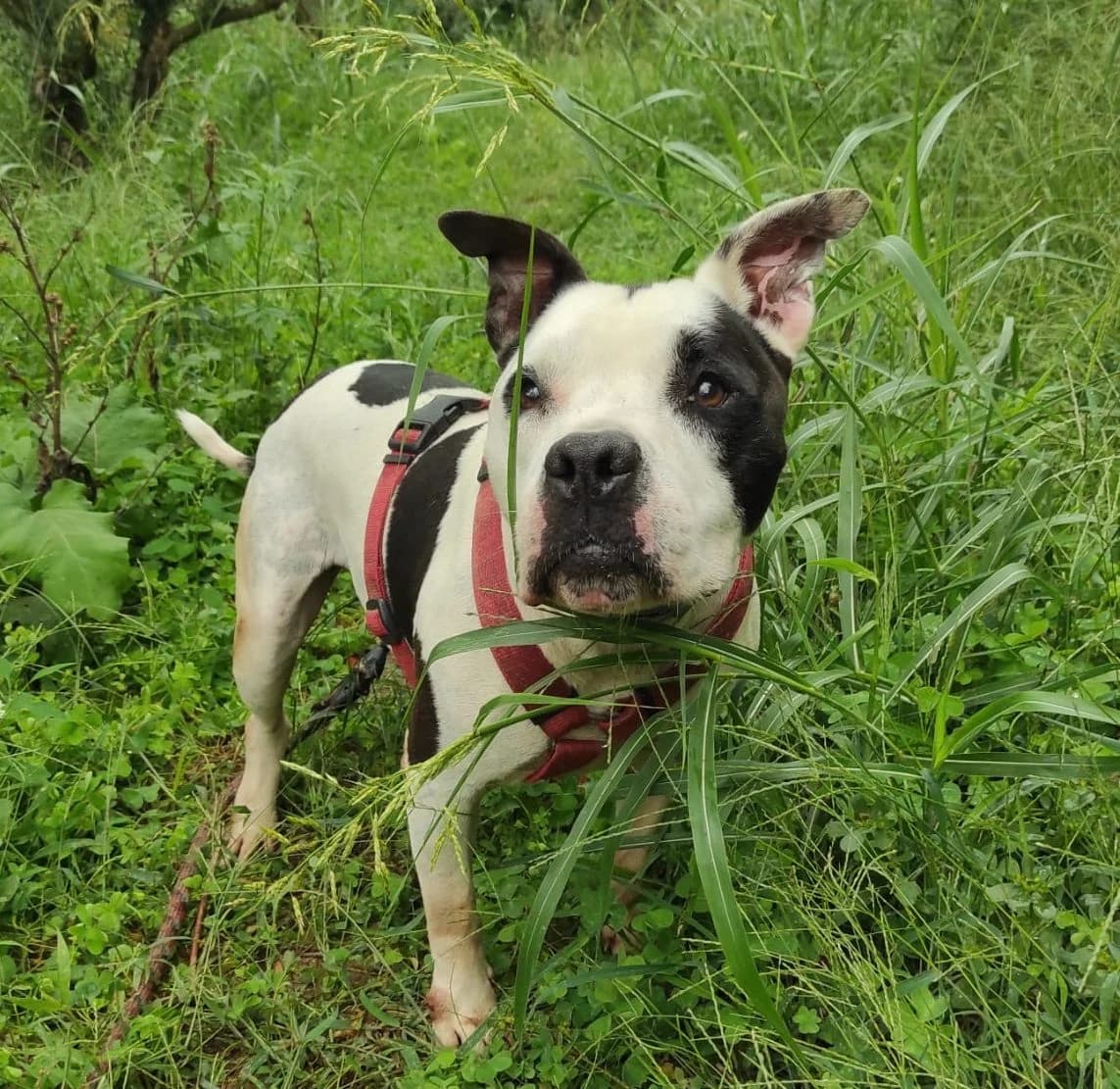 REX, male senior Pit Bull Terrier for adoption at Help Guau