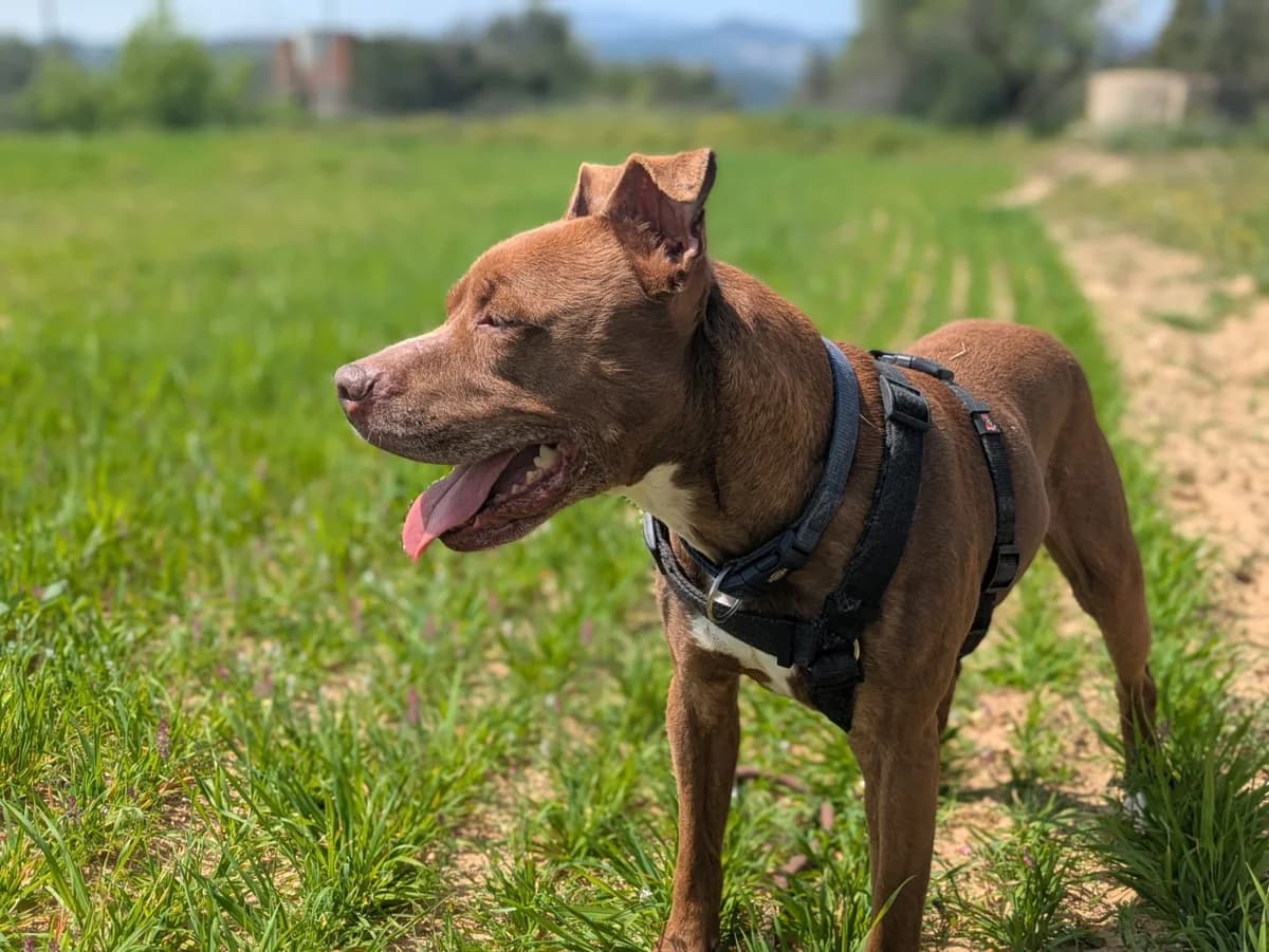 GORDO, male senior Pit Bull Terrier for adoption at Help Guau