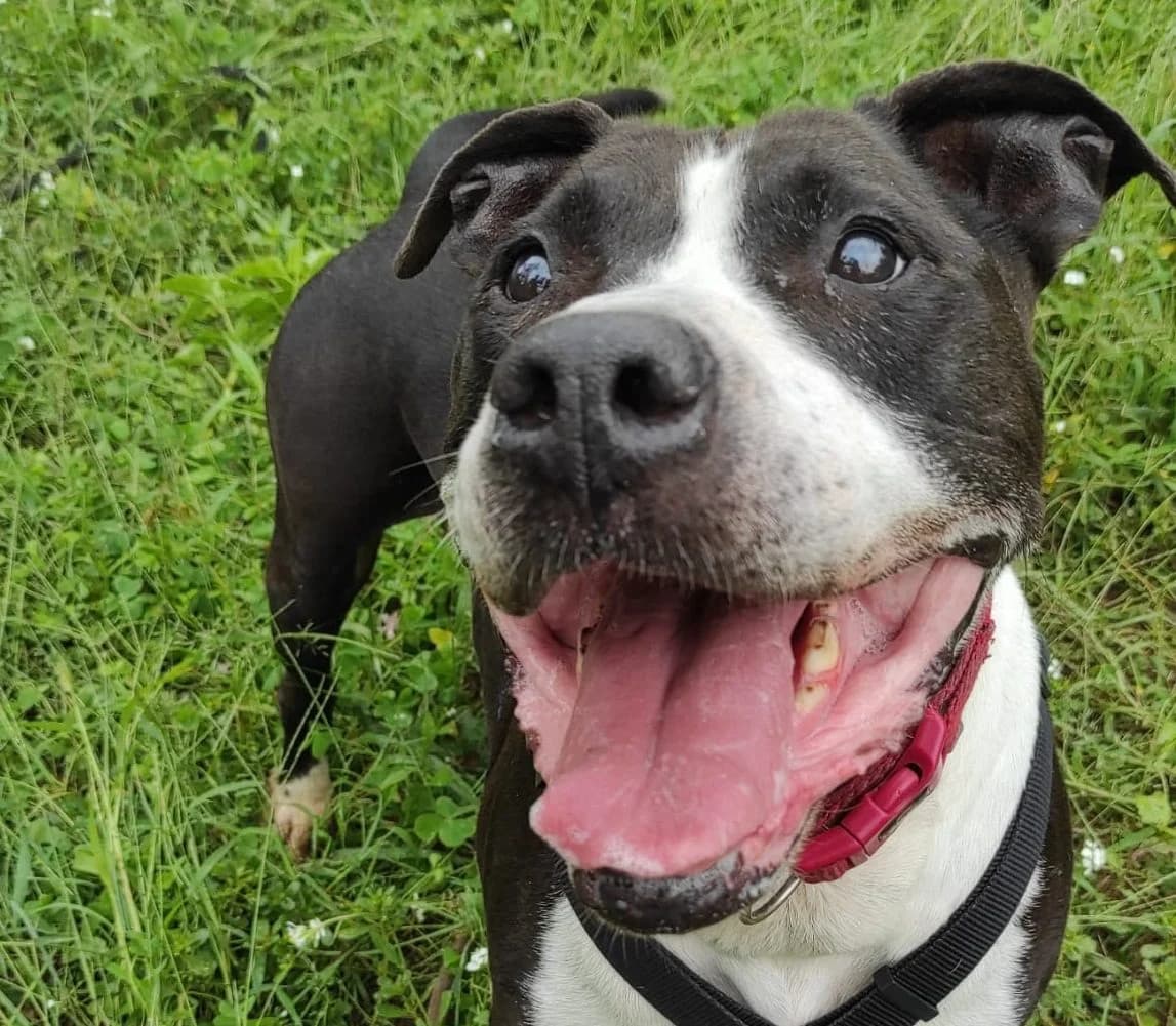 DAX, male senior Pit Bull Terrier for adoption at Help Guau