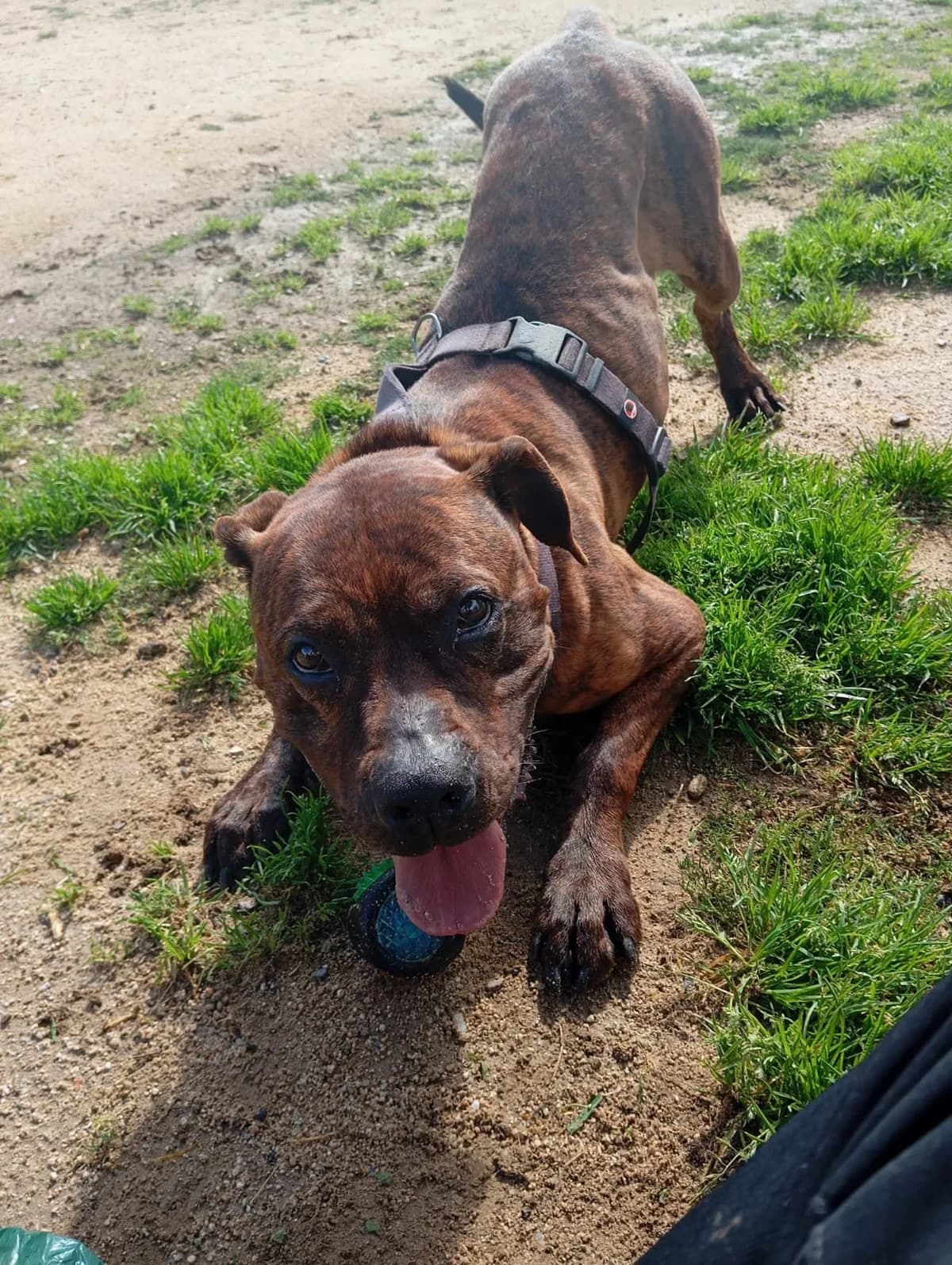 BABY, female senior Pit Bull Terrier for adoption at Help Guau