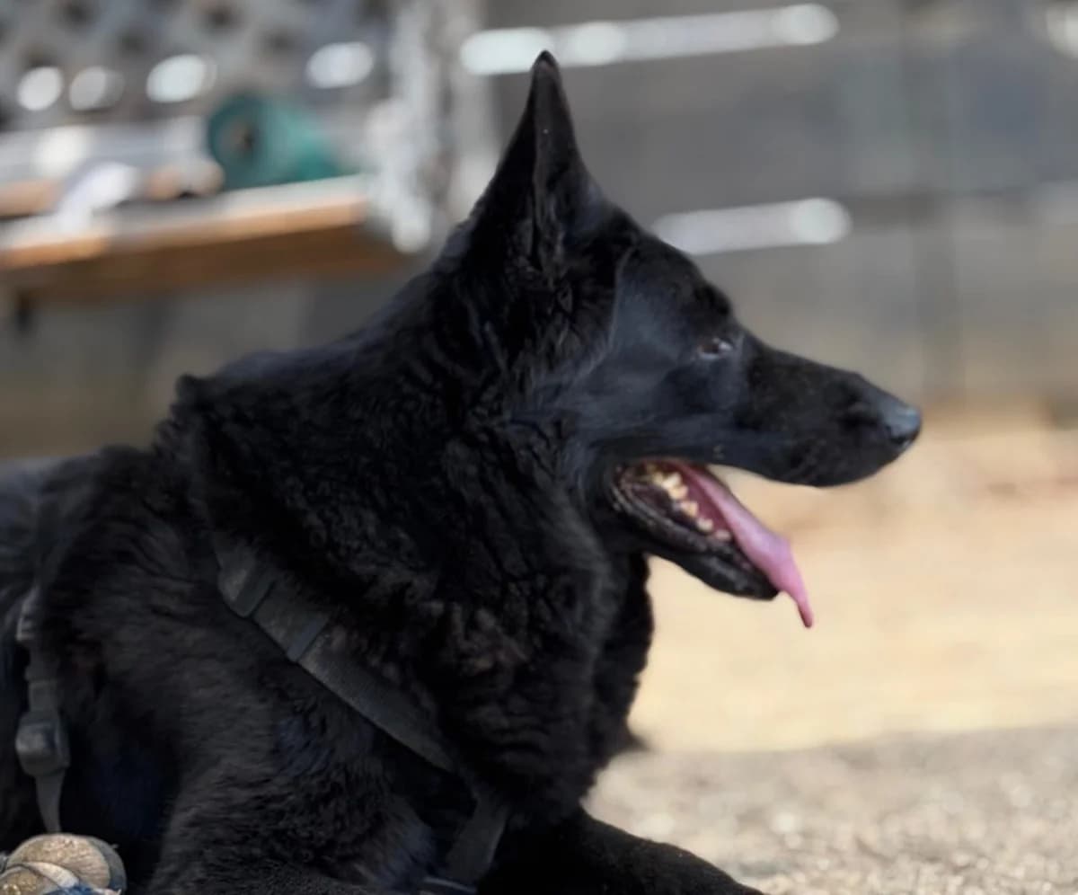 ARETHA, female senior Belgian Malinois for adoption at Help Guau