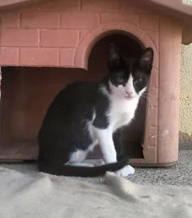DEIBY, male puppy European Shorthair for adoption at Help Guau