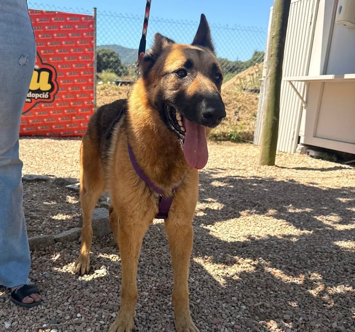 THOR, male 7yo German Shepherd for adoption at Help Guau
