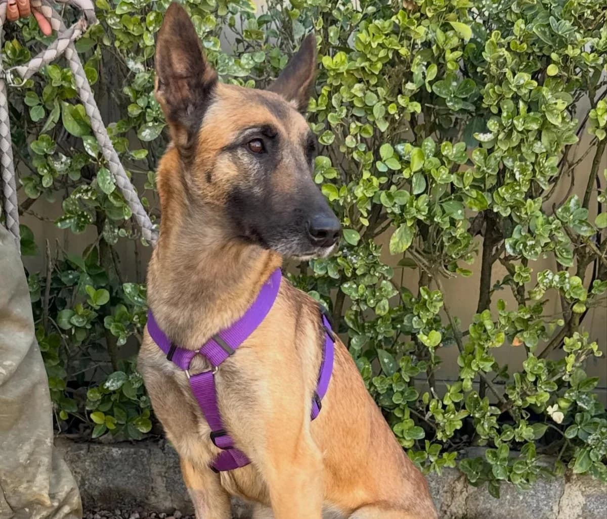INCA, female 4yo Belgian Malinois for adoption at Help Guau