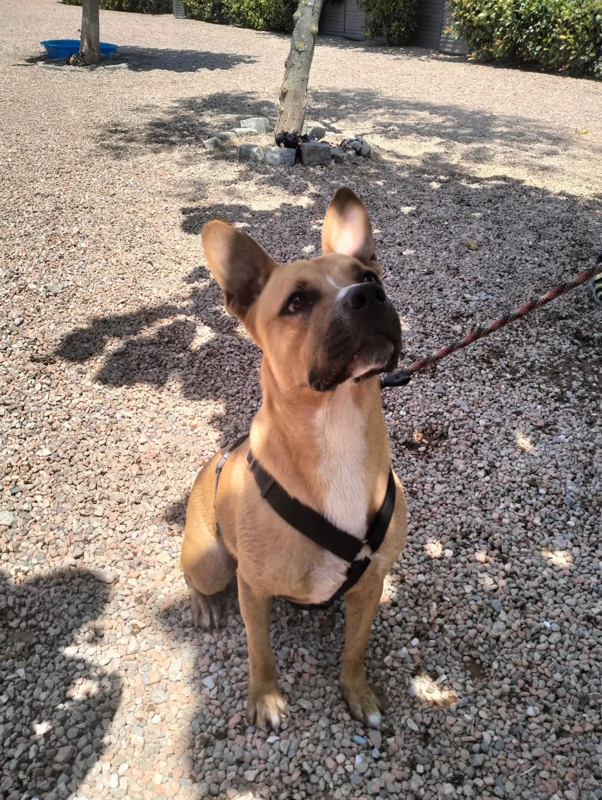 BAXTER, male Pit Bull Terrier for adoption at Help Guau