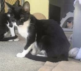 lif, male puppy European Shorthair for adoption at Help Guau